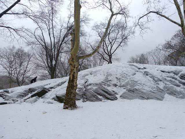 central-park-snow (9)