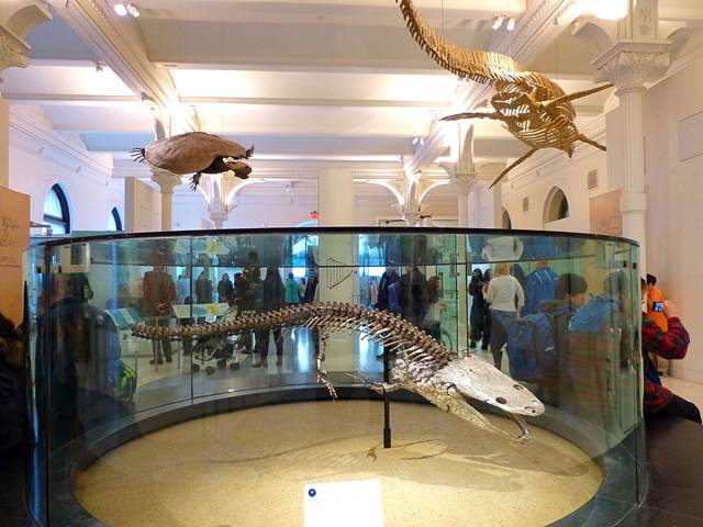American Museum of Natural History (8)