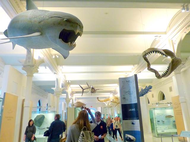 American Museum of Natural History (9)