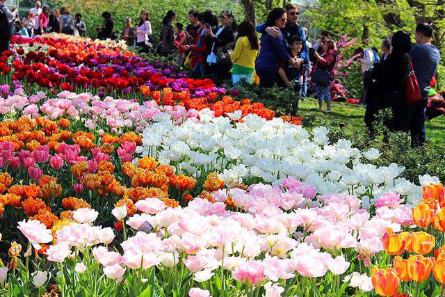 Brooklyn Botanic Garden Spring (2)