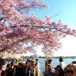ワシントンDC 桜がピークになりました！