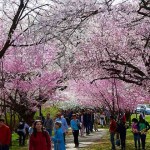 ブランチ ブルック パークでお花見＆桜祭り　ニューヨークから小旅行気分で満開の桜を楽しむ
