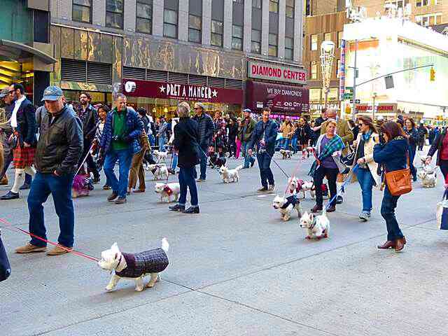 Tartan Day Parade NYC (17)