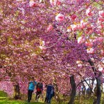ニューヨークの桜 お花見絶景スポット おすすめ見頃時期とアメリカの桜祭り