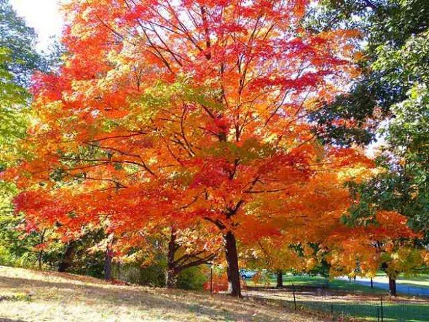 central-park-fall- foliage (1)