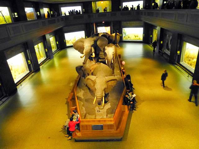 American Museum of Natural History (4)