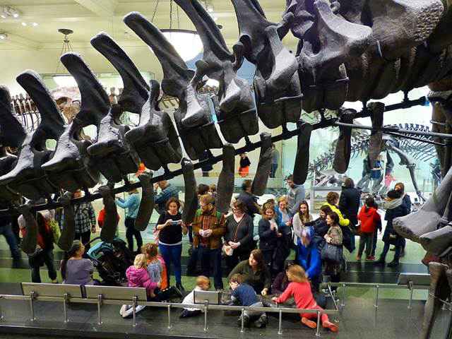 American Museum of Natural History (7)
