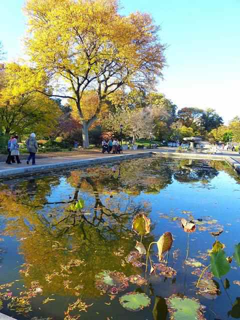 Brooklyn Botanic Garden autumn (14)