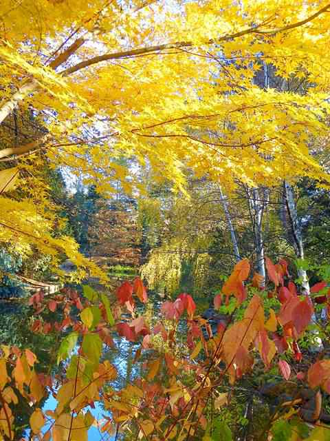 Brooklyn Botanic Garden autumn (20)