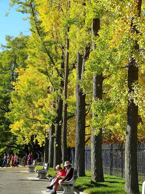 Brooklyn Botanic Garden autumn (5)
