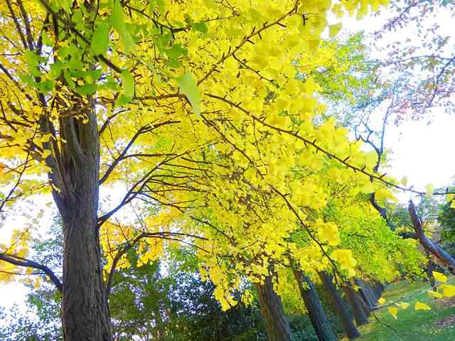 Brooklyn Botanic Garden autumn (7)