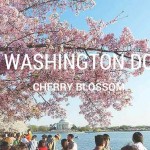 2016年 ワシントンDCの桜 ピーク到来！