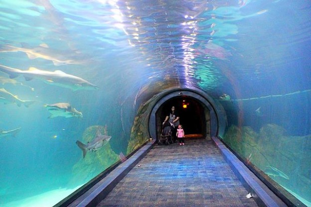 Adventure Aquarium (1)