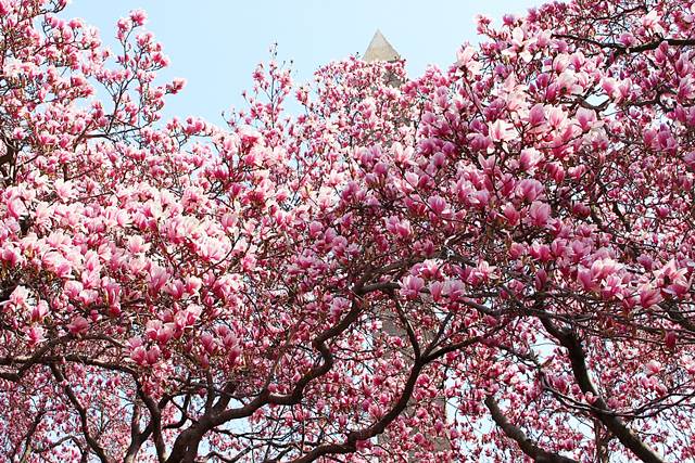Central Park Magnolia (2)