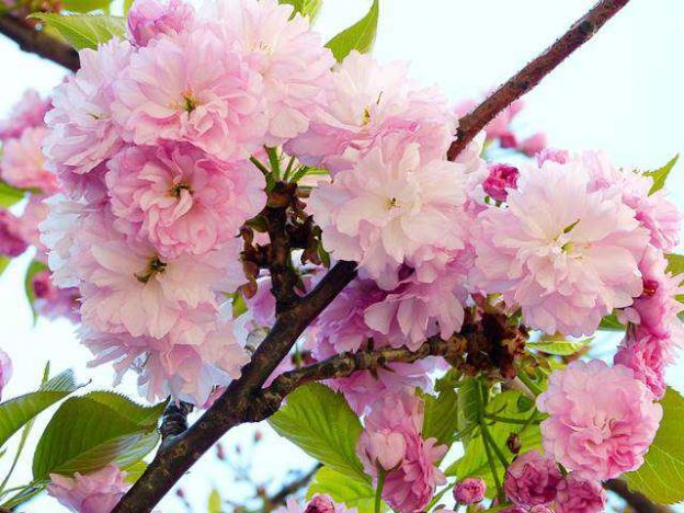 CherryBlossomSoho (1)