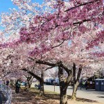 ワシントンDC 桜の名所で絶景お花見！