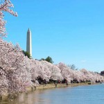 ワシントンDC 桜祭りと桜の開花予報 2016