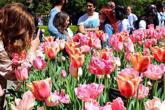 Brooklyn Botanic Garden Spring (1)