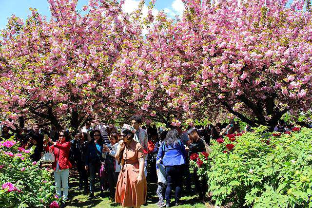 Brooklyn Botanic Garden Spring (11)