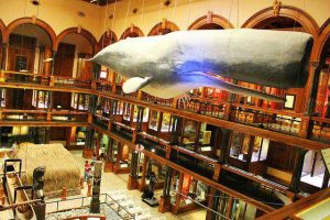 Bishop Museum (1)