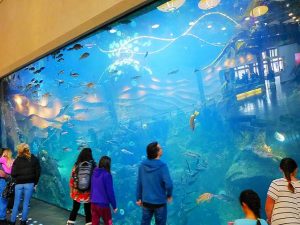 Seattle Aquarium (2)