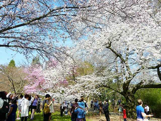 Brooklyn Botanic Garden Cherry Blossoms (11)