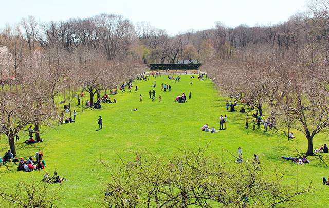 Brooklyn Botanic Garden Cherry Blossoms (13)
