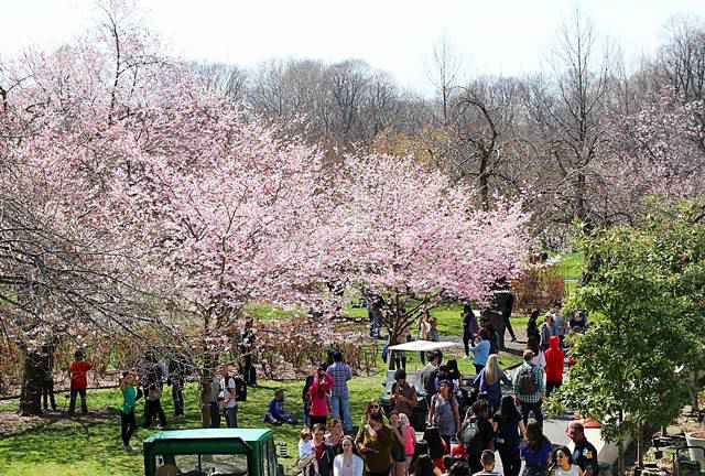 Brooklyn Botanic Garden Cherry Blossoms (14)