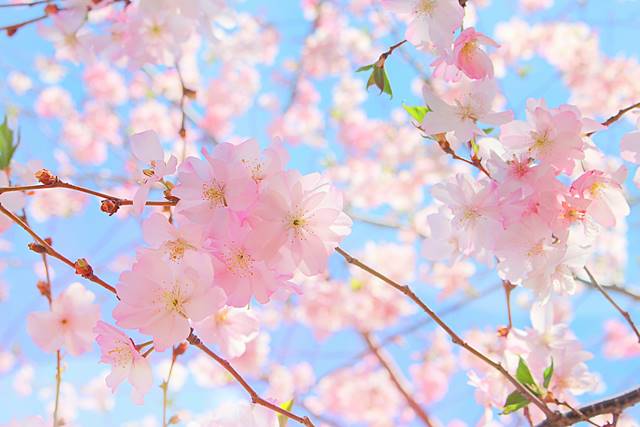 Brooklyn Botanic Garden Cherry Blossoms (15)