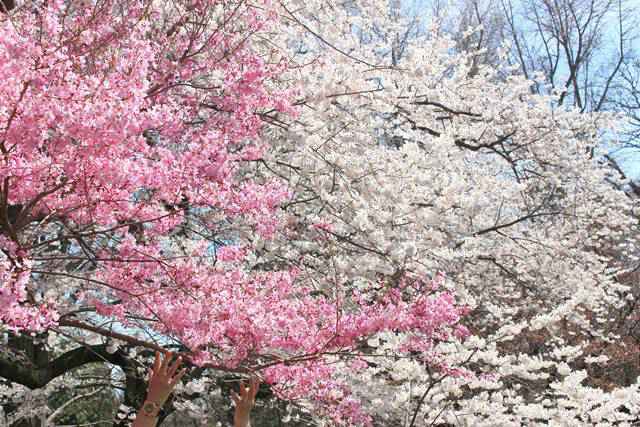 Brooklyn Botanic Garden Cherry Blossoms (17)