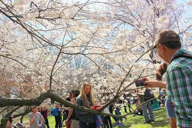 Brooklyn Botanic Garden Cherry Blossoms (18)
