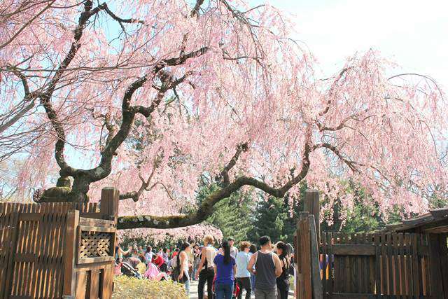 Brooklyn Botanic Garden Cherry Blossoms (24)
