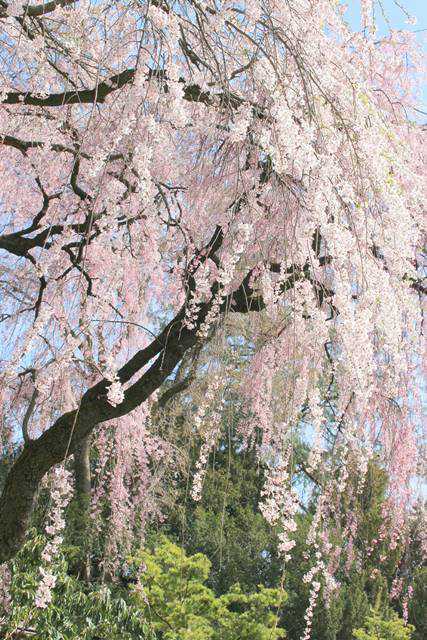 Brooklyn Botanic Garden Cherry Blossoms (25)