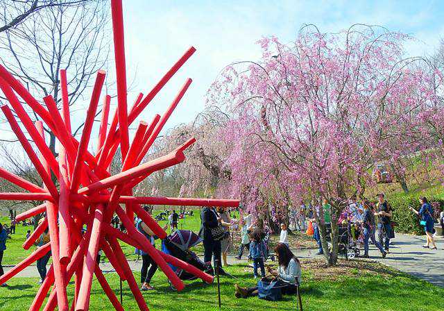 Brooklyn Botanic Garden Cherry Blossoms (9)