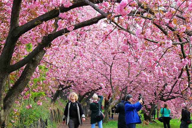 Central Park Cherryblossoms (10)