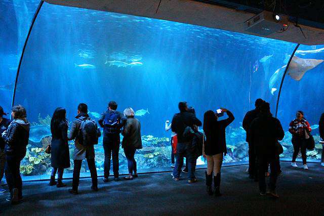 Shedd Aquarium (5)