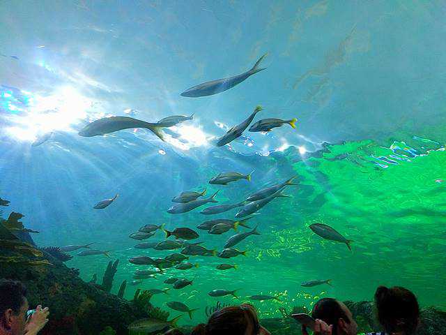 Aquarium of Canada (6)
