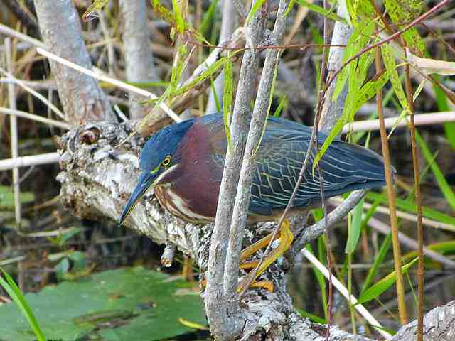 Everglades National Park (15)