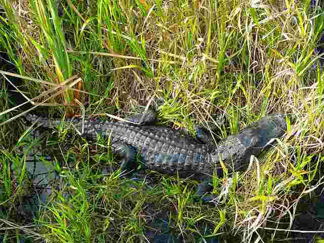 Everglades National Park (17)