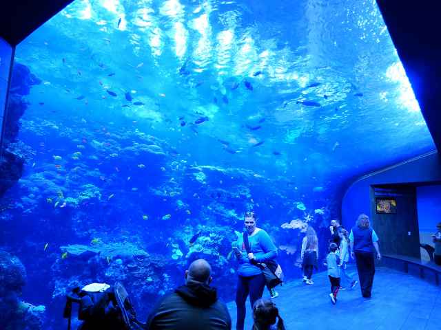 Georgia Aquarium (1)