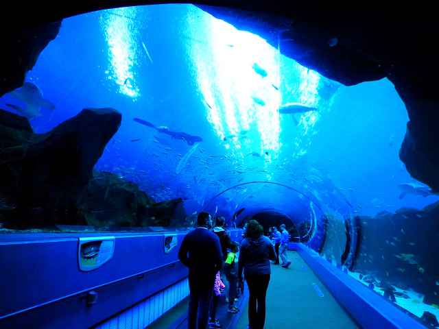 Georgia Aquarium (3)