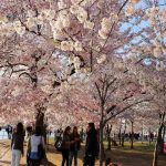 ワシントンDCは桜満開！タイダルベイスンのお花見の見どころと美しい夜桜