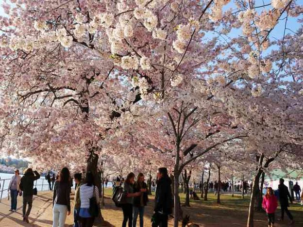 ワシントンdcは桜満開 タイダルベイスンのお花見の見どころと美しい夜桜 Petite New York