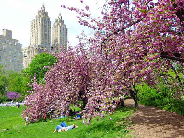 Central Park (13)