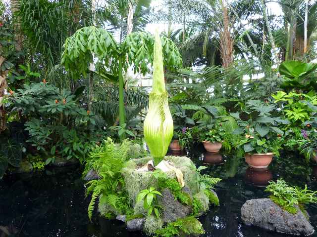 Corpse Flower NYBG (2)