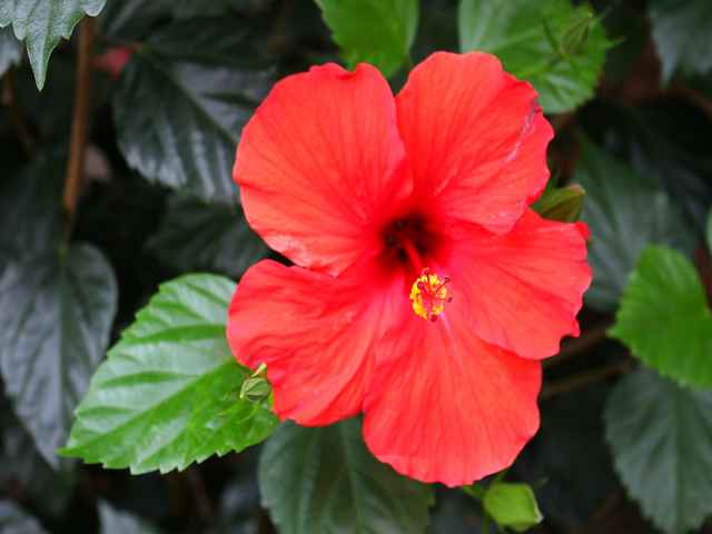 アメリカを代表する女性アーティスト オキーフとハワイの特別展 ニューヨーク植物園で開催中 Petite New York