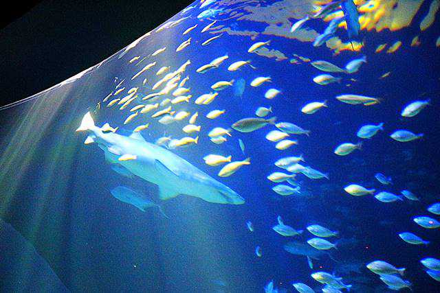 New York Aquarium (11)