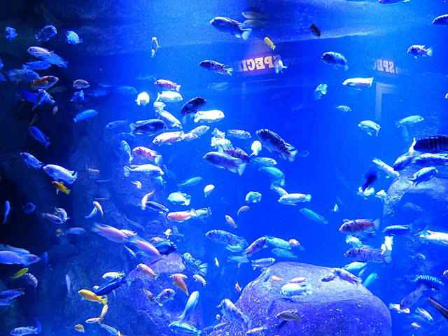 New York Aquarium (22)