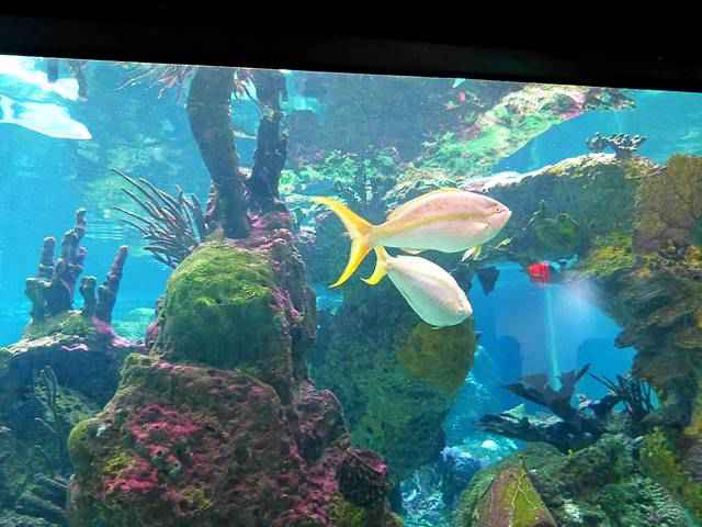 New York Aquarium (23)