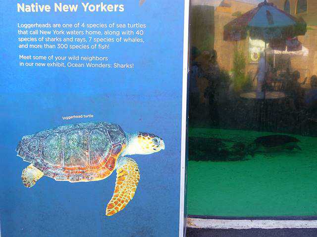 New York Aquarium (7)